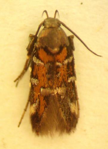 Pancalia sp.